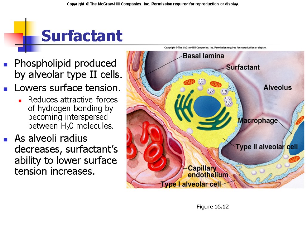 Respiratory Physiology. Respiration Includes 3 separate functions